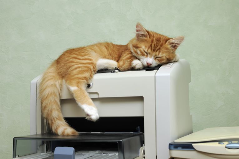 kot śpi smacznie na drukarce